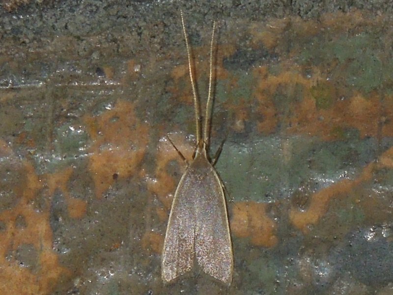 �������٥�ϥ��ҥ��ʥ����Х�