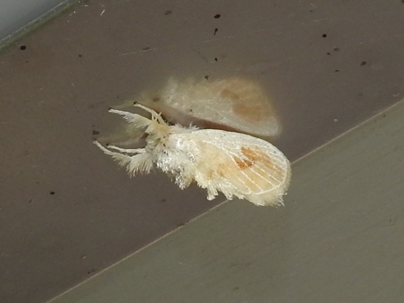 �����ʥ亮�����饬