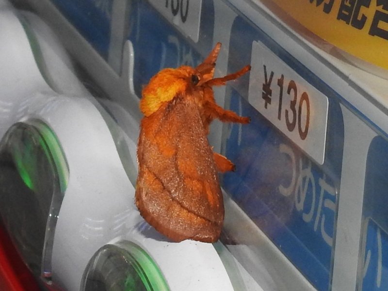 �����ʥ�ʥ����饬