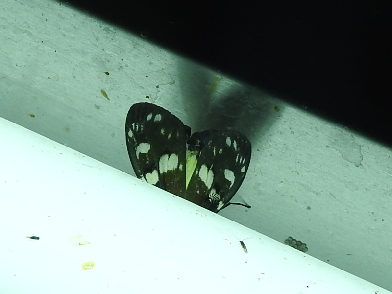 �����ʥ�����饷