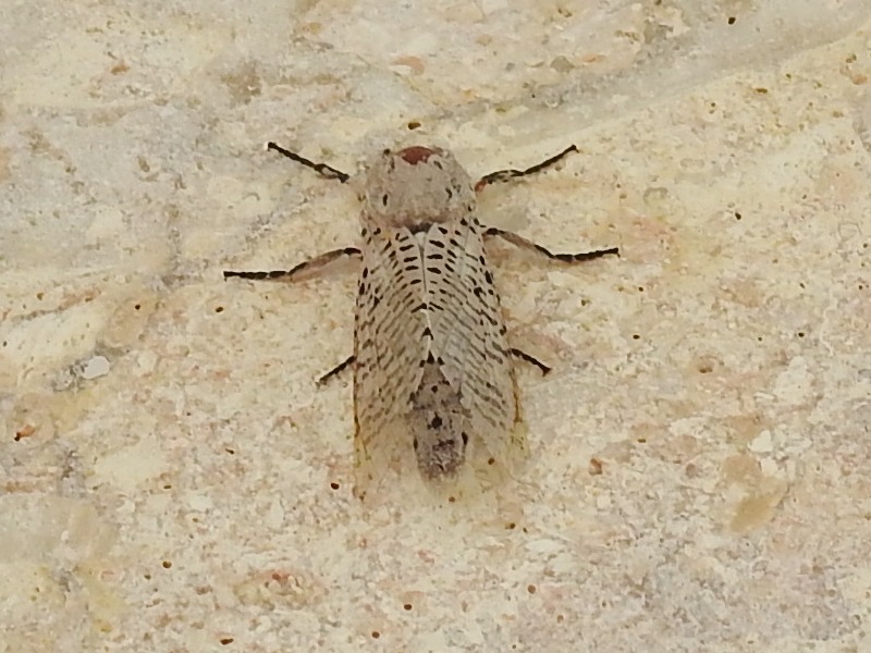 �����������ޥեܥ��ȥ�