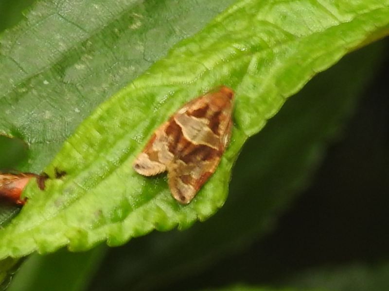 �ߥ��쥫�����ϥޥ���