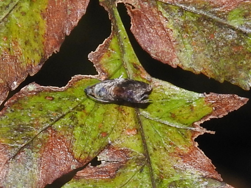 �ͥ��������ҥ�ϥޥ�