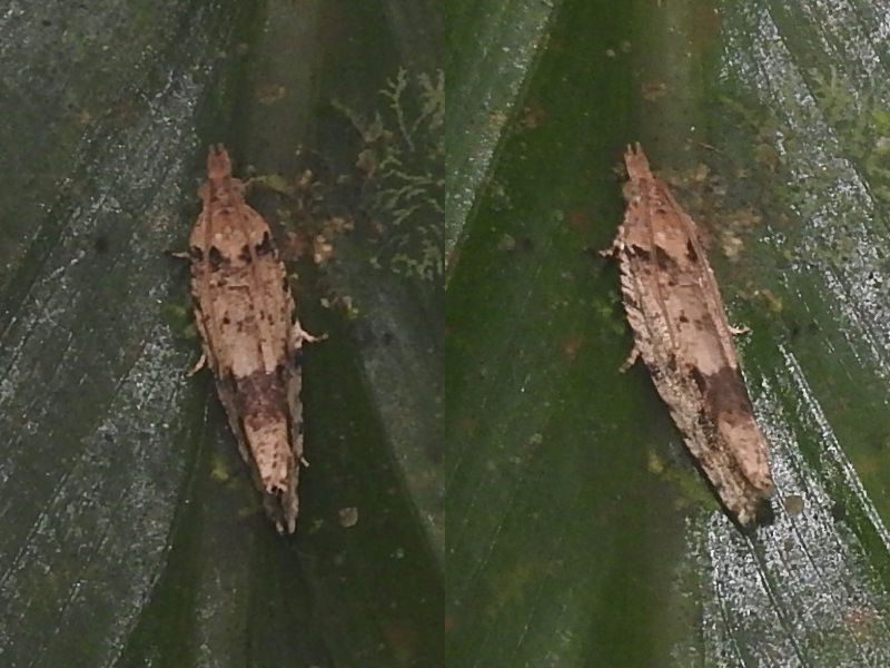 �ߥ�����ҥ�ϥޥ�