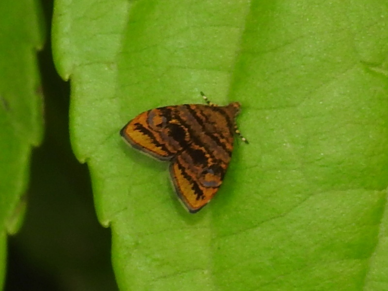 �����ʥ�ϥޥ���ɥ�