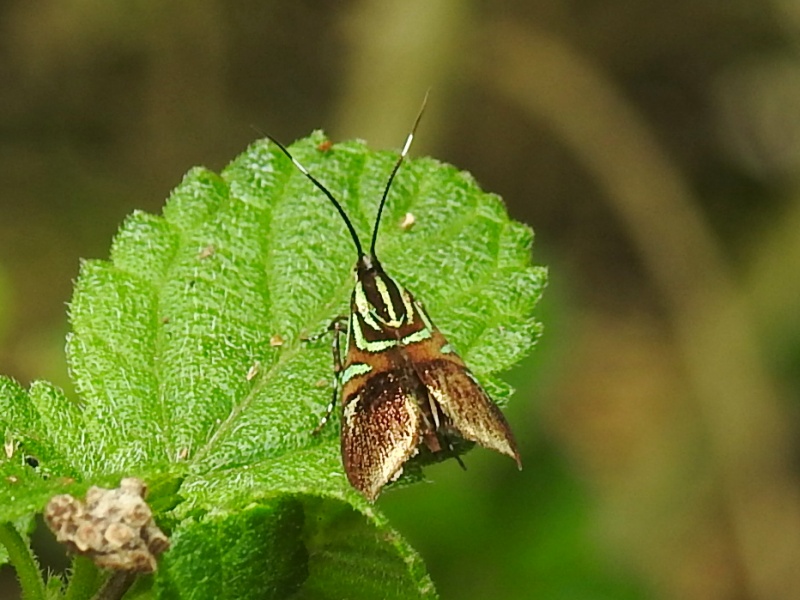 ���̥ӥ索���ϥޥ���ɥ�