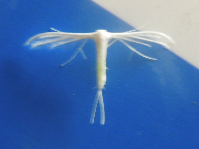 �ޥ����ȥ��