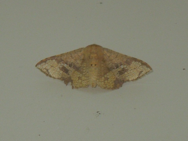 ������ޥɥ�