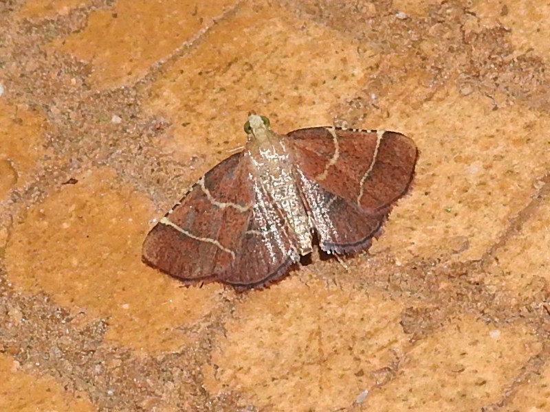 �ȥӥ����ե��������ޥᥤ��