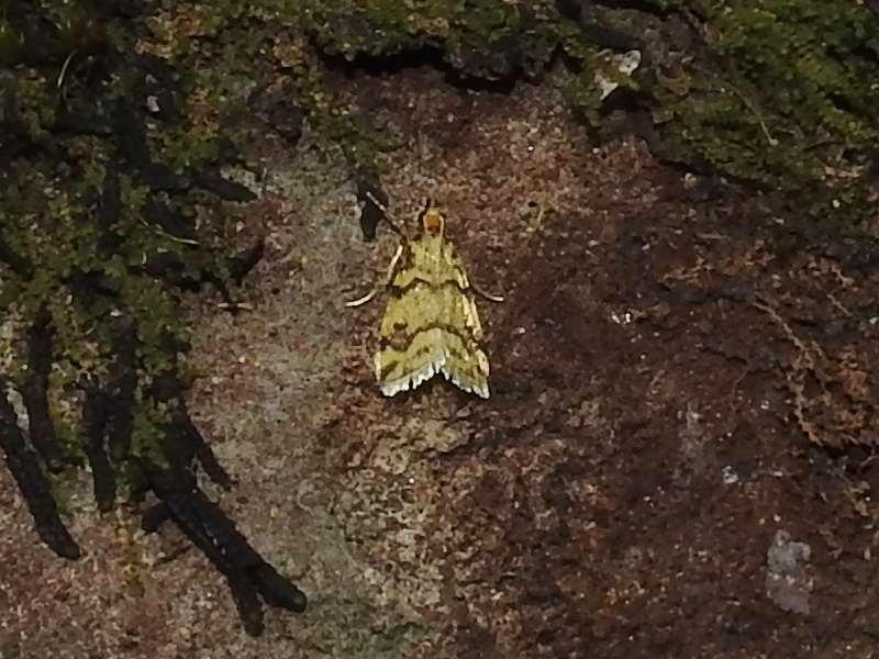 ����Хͥ�ޥᥤ��