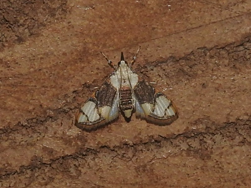 ��������ݥ����Υᥤ��