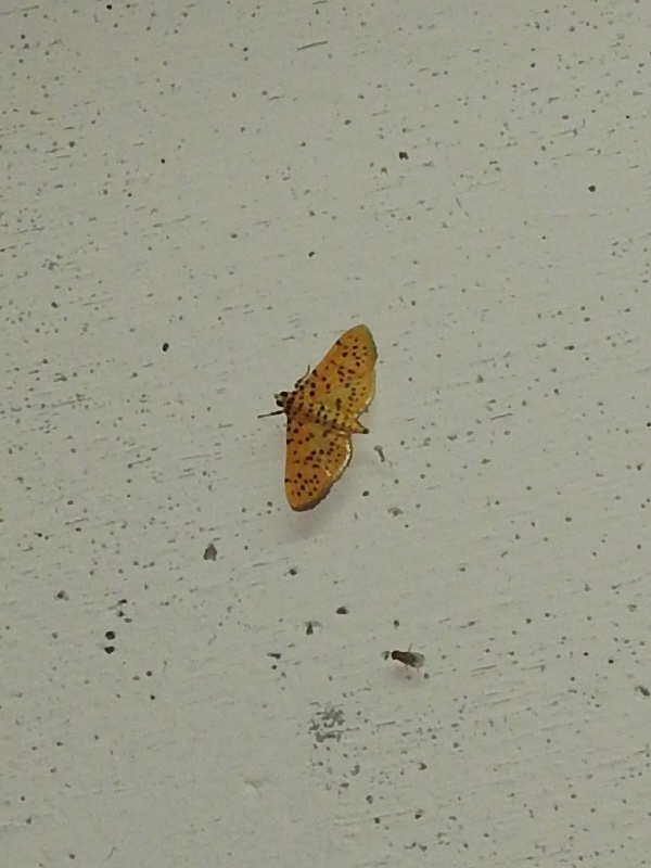 ���Υ��ޥ���Υᥤ��