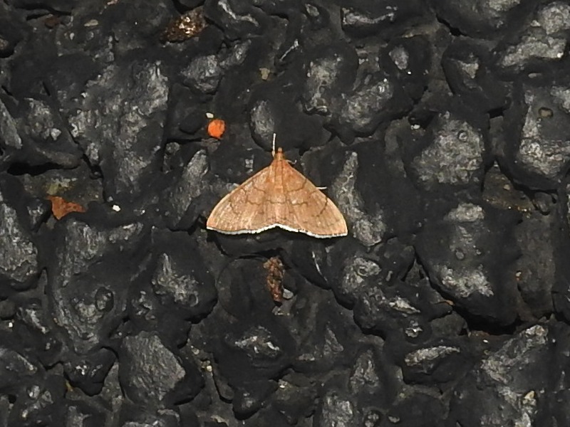 ����Хͥȥ���Υᥤ��