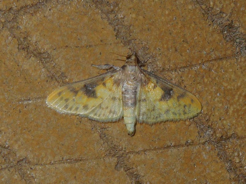 �����󥭥����Υᥤ��