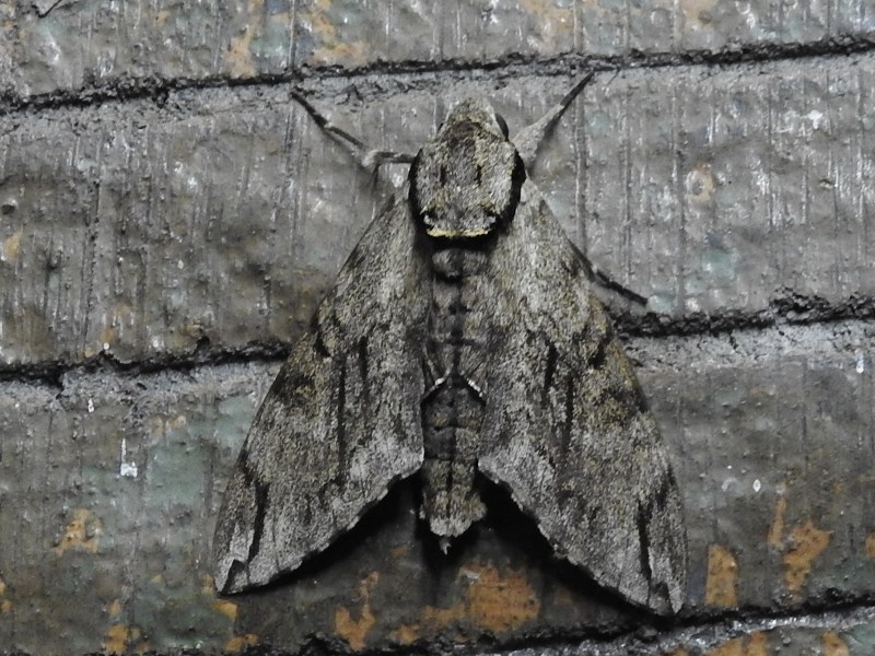 ����եꥹ����