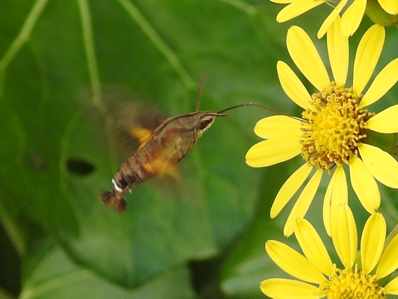 �ۥ��ۥ����㥯