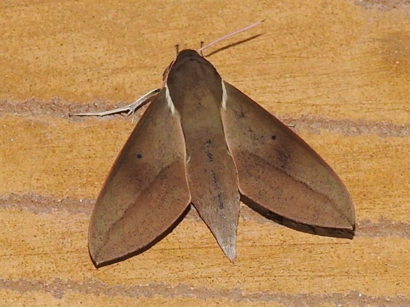 ���ĥޥ�����