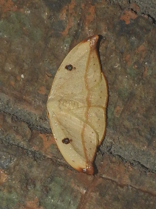 ������󥫥���