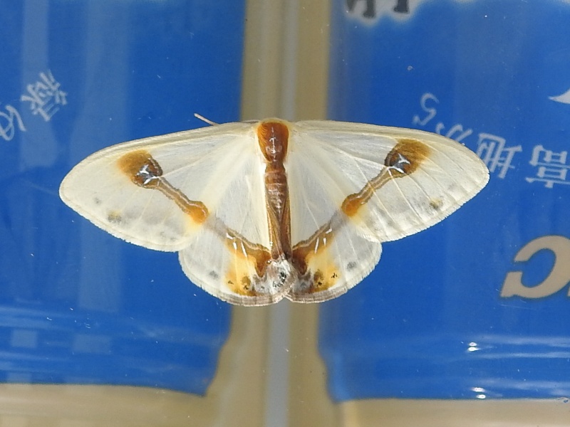 �������̥�����