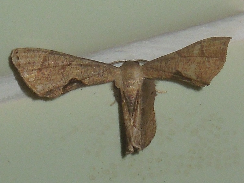 ���ޥߥޥ�Хͥե���