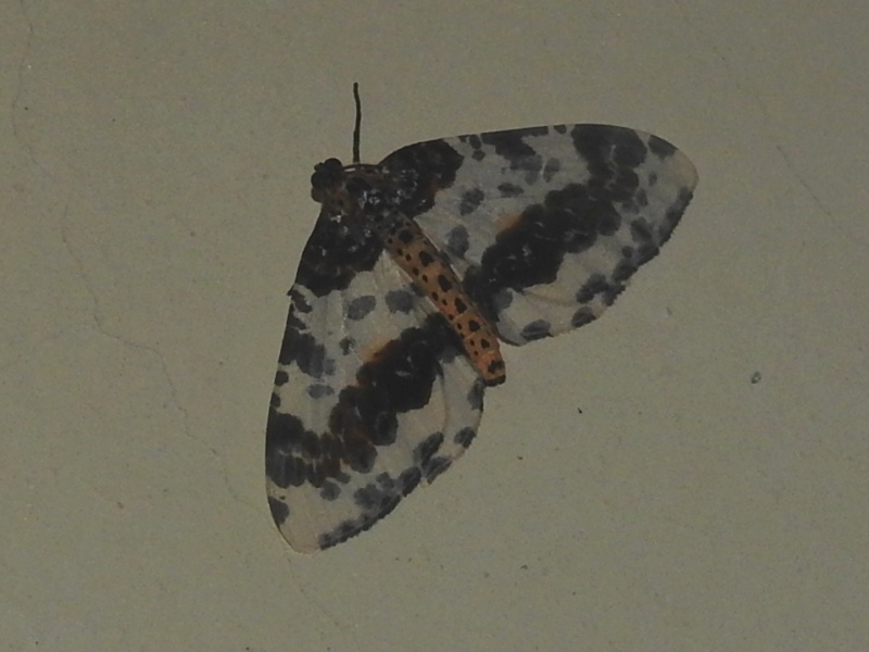 �楦�ޥ��饨�����㥯��ΰ�尡��