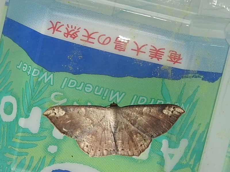 ��ޥȥ������㥯