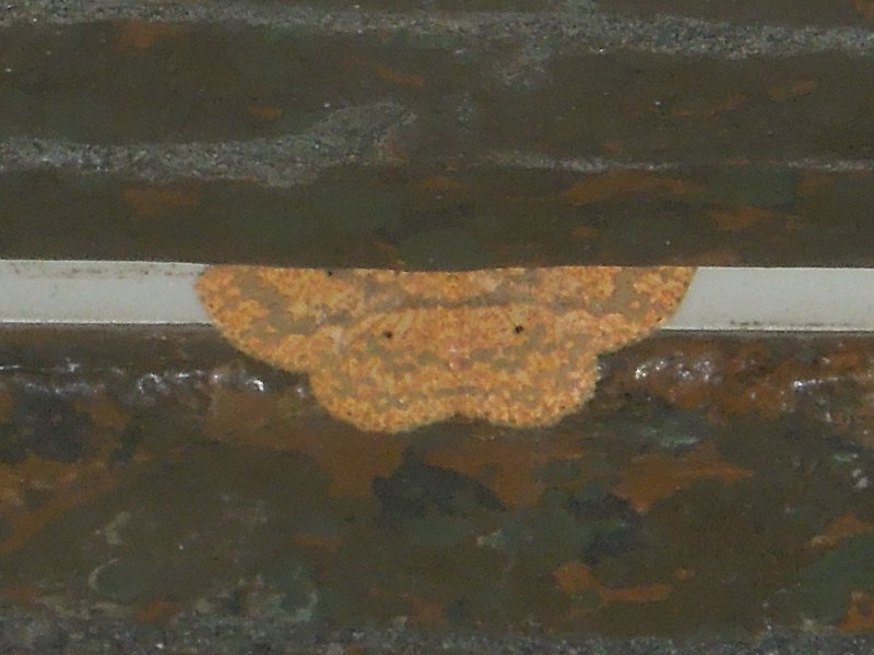 �����ϥ���ޥ������㥯