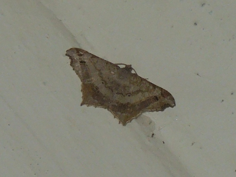 �����ʥ索�������㥯