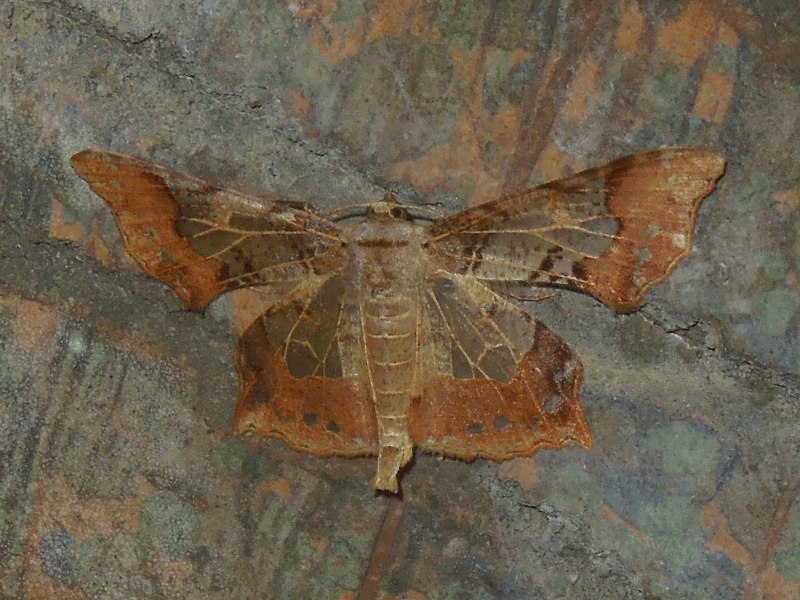 �������������㥯