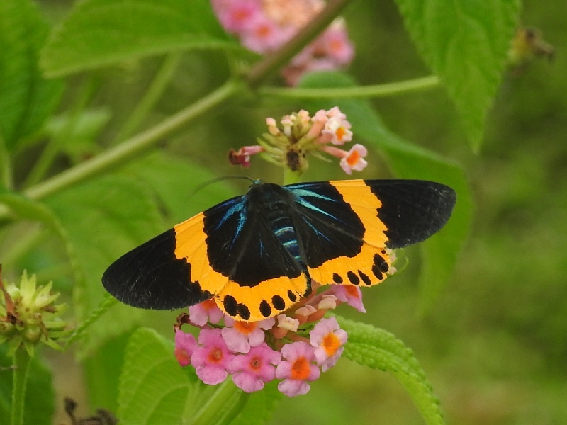 �����ӥ������㥯