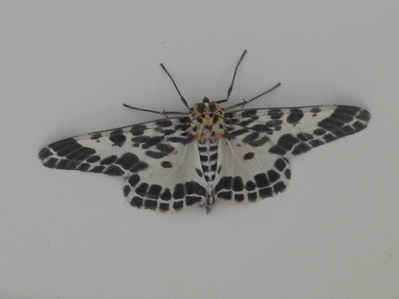 �����ե��������������㥯