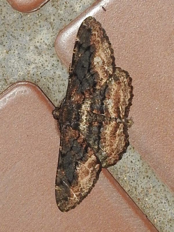 ����Υ����󥨥����㥯 ���������