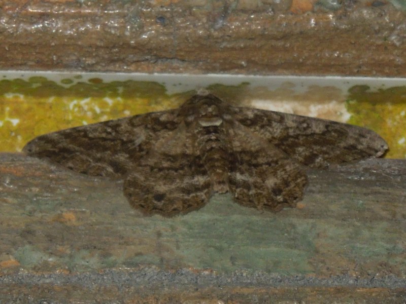 �䥯���ޥեȥ����������㥯