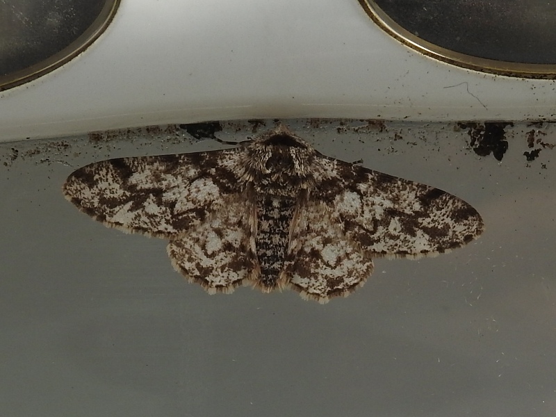 �������������㥯