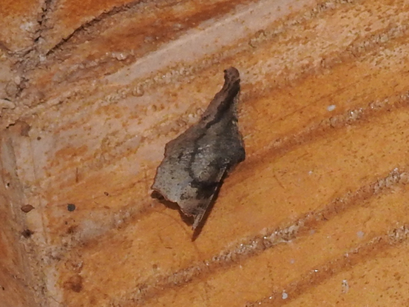 �ߥ��󥳥������㥯