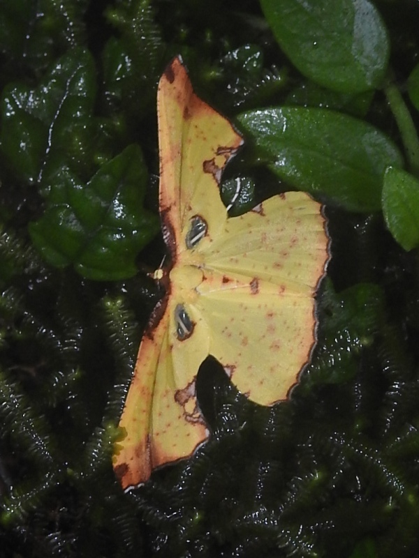 �����󥨥����㥯