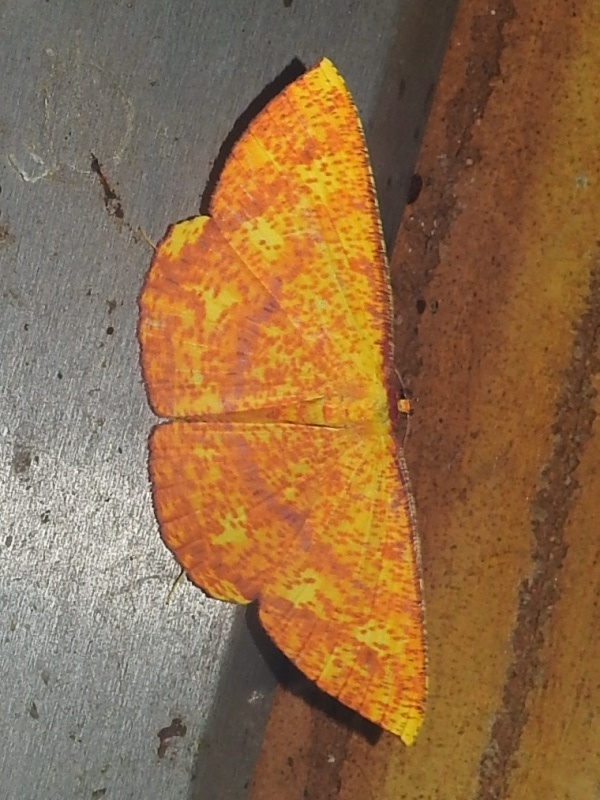 ���ӥ٥˥ۥ����㥯