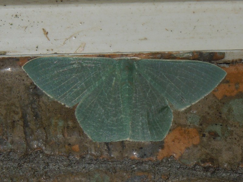 �����ʥߥ����������㥯