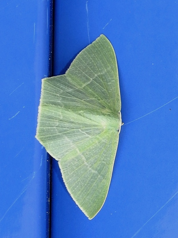 �����ʥߥ����������㥯