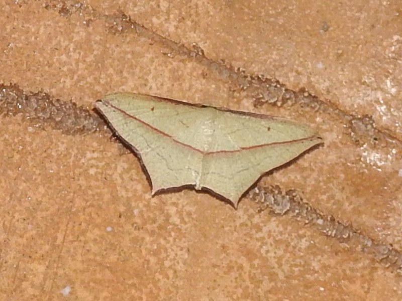 �ȥ���٥˥����ҥ᥷�㥯