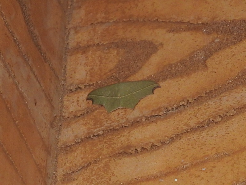 �ޥ������ҥ᥷�㥯