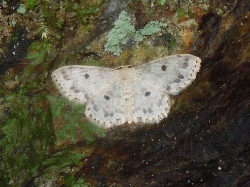 ���������ƥ�ҥ᥷�㥯