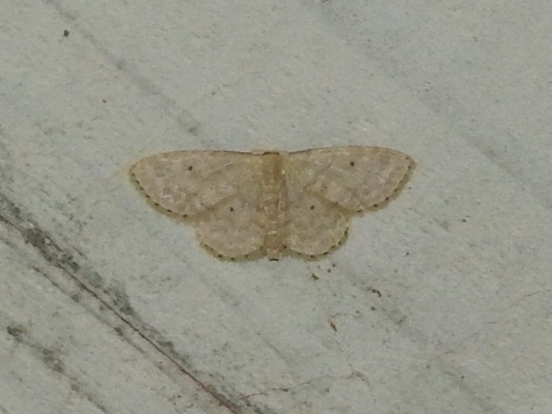 ���������ƥ�ҥ᥷�㥯