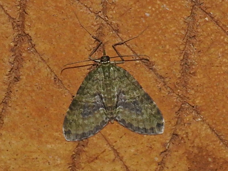 �ߥɥ�ۥ��ʥߥ��㥯