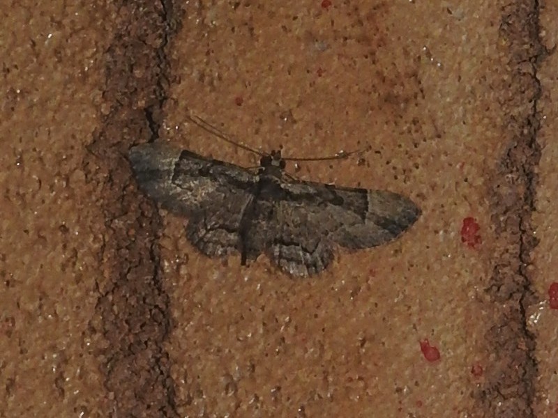 �ȥ٥饯�������ʥߥ��㥯