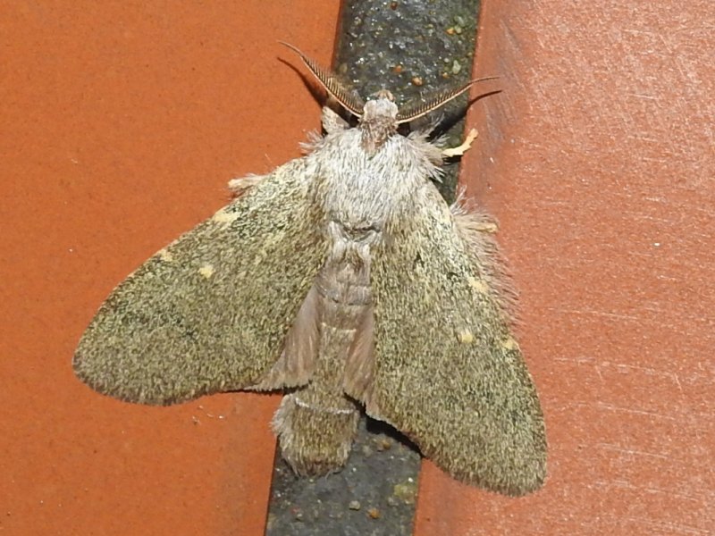 �ۥꥷ�㥷����ۥ�