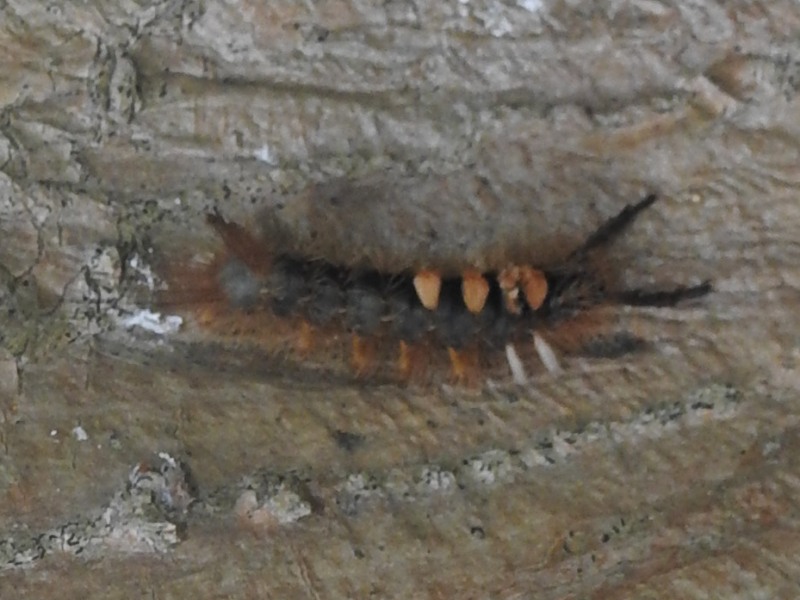 ���������ɥ���������