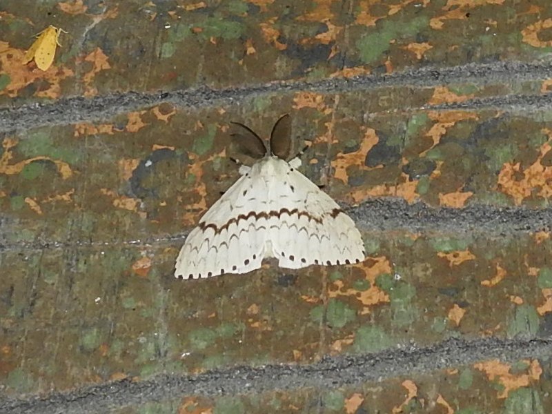 �ޥ������ޥ��ޥ� ����������