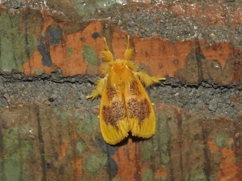 ���ޥե�ɥ��� ��������