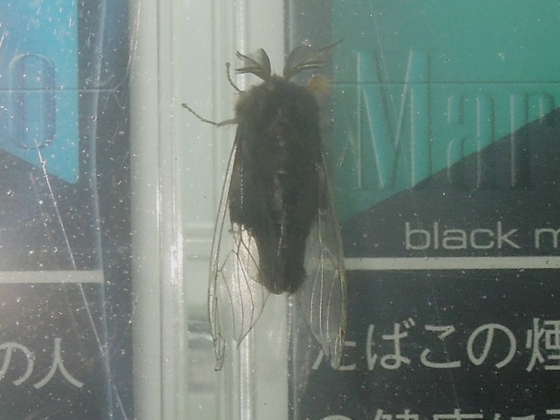 �����Хɥ���